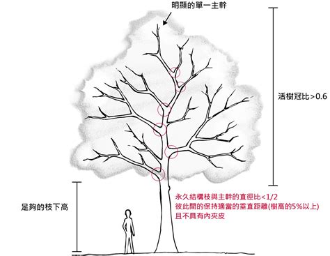 樹冠位置